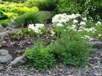 bianco I fiori da giardino Thalictrum Petaloideum foto