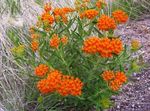 orange les fleurs du jardin Butterflyweed, Asclepias tuberosa Photo