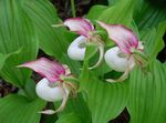 Lady Slipper Orchidea