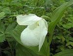 white Garden Flowers Lady Slipper Orchid, Cypripedium ventricosum Photo