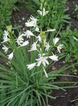 blanc les fleurs du jardin Lily St Bernard, Anthericum liliago Photo