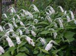 blanc les fleurs du jardin Col De Cygne Salicaire, Lysimachia clethroides Photo