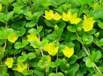 geel Tuin Bloemen Soort Weideplant, Kruipend Jenny, Lysimachia nummularia foto