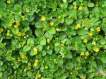 jaune les fleurs du jardin Moneywort, Jenny Rampante, Lysimachia nummularia Photo