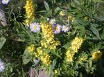 黄 庭の花 黄色オカトラノオ, Lysimachia punctata フォト