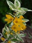 yellow Garden Flowers Yellow Loosestrife, Lysimachia punctata Photo