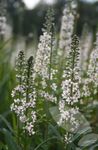 bianco I fiori da giardino Lysimachia Ephemerum foto