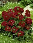 burgundy Garden Flowers Verbena Photo