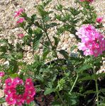 rosa Gartenblumen Eisenkraut, Verbena Foto