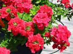 red Garden Flowers Verbena Photo