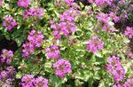 Verbena Rosa, Verbena Ciuffo, Fattoria Verbena