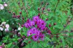 Foto Ironweed Beschreibung