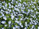 bleu ciel les fleurs du jardin Brooklime, Veronica Photo