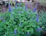 Longleaf Speedwell