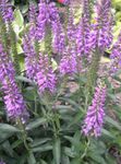 flieder Gartenblumen Longleaf Speed, Veronica longifolia Foto