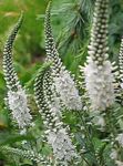 Photo Longleaf Speedwell la description