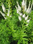 ホワイト 庭の花 カルバーのルート、ボーマンルート、黒ルート, Veronicastrum virginicum フォト