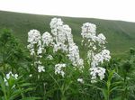 blanco Flores de jardín Dulce Cohete, Cohete De La Dama, Hesperis Foto