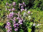 flieder Gartenblumen Süß Rakete Rockets Freifrau, Hesperis Foto