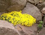 giallo I fiori da giardino Vitaliana, Vitaliana primuliflora foto