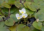 blanc les fleurs du jardin Hydrocharis Grenouillère Européen Photo