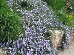 hellblau Gartenblumen Blauen Rock Winde, Convolvulus sabatius Foto