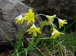 yellow Garden Flowers Early Star-of-Bethlehem, Gagea Photo