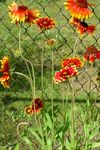 rojo Flor Combinada, Gaillardia Foto