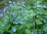 hellblau Gartenblumen Blau Stickseed, Hackelia Foto