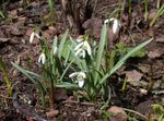 bianco I fiori da giardino Bucaneve, Galanthus foto