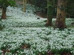 Snowdrop