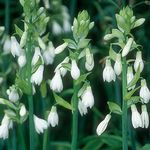 Berg Lys, La Jacinthe D'été, Cap Jacinthe