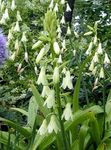 bílá Zahradní květiny Berg Lilie, Letní Hyacint, Mys Hyacint, Galtonia fotografie
