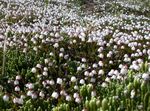 blanco Flores de jardín Alaska Bellheather, Harrimanella Foto
