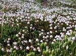 balts Dārza Ziedi Alaska Bellheather, Harrimanella Foto