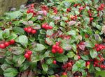 hvid Have Blomster Gaultheria, Checkerberry Foto