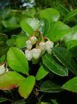 Gaultheria, Beere