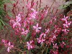 rosa Flores de jardín Gaura Foto