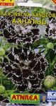 Fil Dianthus, Porslin Rosa beskrivning