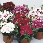 hvit Hage blomster Nellik, Porselen Rosa, Dianthus chinensis Bilde