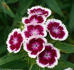 burgundy Garden Flowers Sweet William, Dianthus barbatus Photo