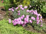 kuva Dianthus Perrenial tuntomerkit