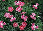 rot Gartenblumen Dianthus Perrenial, Dianthus x allwoodii, Dianthus  hybrida, Dianthus  knappii Foto