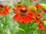 rot Sonnenbraut, Helens Blume, Thun Daisy, Helenium autumnale Foto