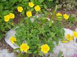 amarillo Flores de jardín Jara, Helianthemum Foto