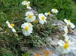 weiß Gartenblumen Zistrose, Helianthemum Foto