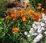 oranžový Zahradní květiny Skála Růže, Helianthemum fotografie