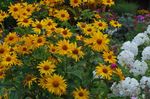 jaune les fleurs du jardin Fausse Tournesol, Ox-Eye, Tournesol Heliopsis, Heliopsis helianthoides Photo