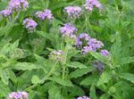 lilac Garden Flowers Heliotrope, Cherry pie plant, Heliotropium Photo