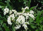 white Garden Flowers Heliotrope, Cherry pie plant, Heliotropium Photo